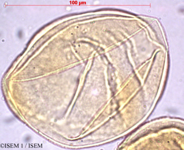 ISEM 1/Larix_laricina_60519/Larix_laricina_60519_0001(copy)_thumb.jpg